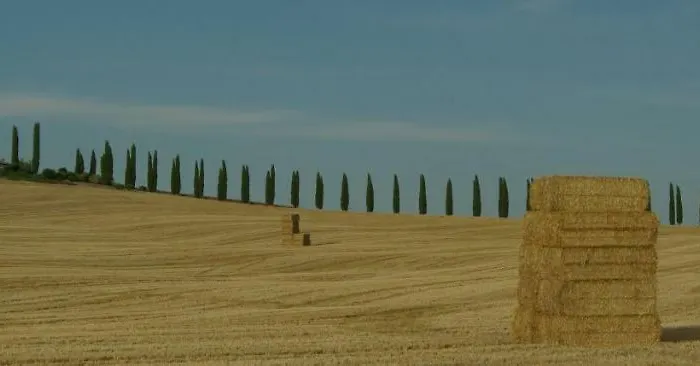 La Casa Del Susino *